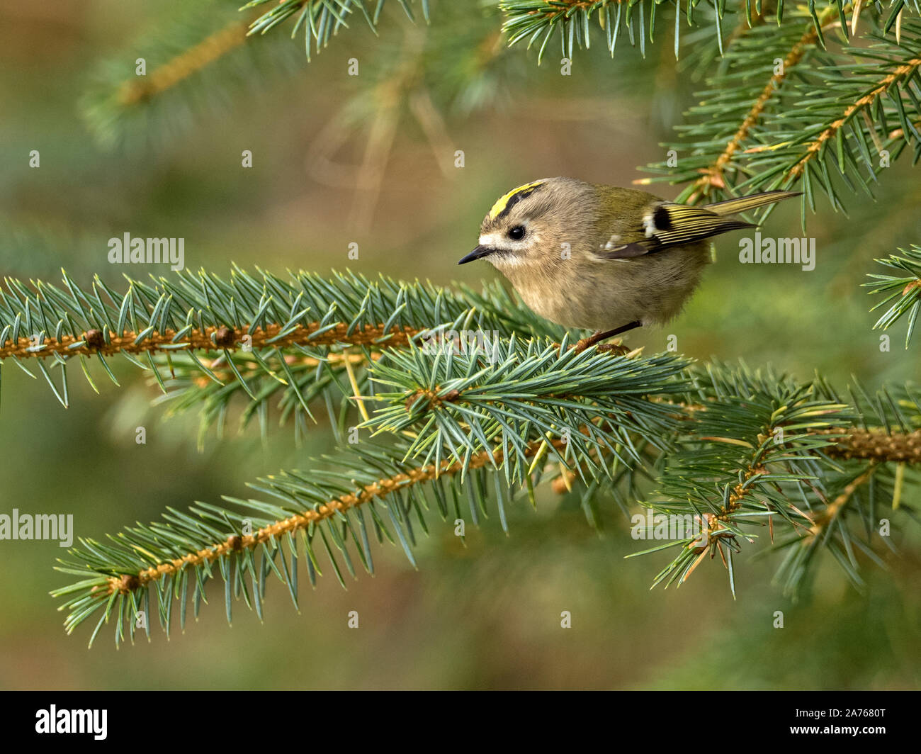 Goldcrest Migrants (Regulus regulus) perché sur la branche de conifère, Bressay, Shetland, Écosse Banque D'Images