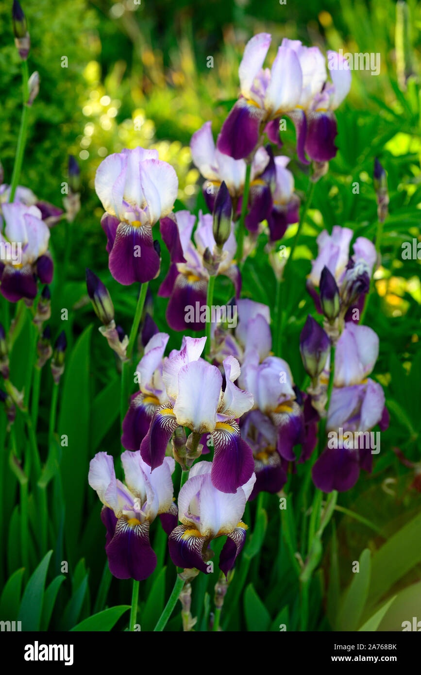 Wabash iris, Iris, iris germanica, blanc, violet, couleur,couleur,fleurs,fleurs,fleurs,Fleurs RM Banque D'Images