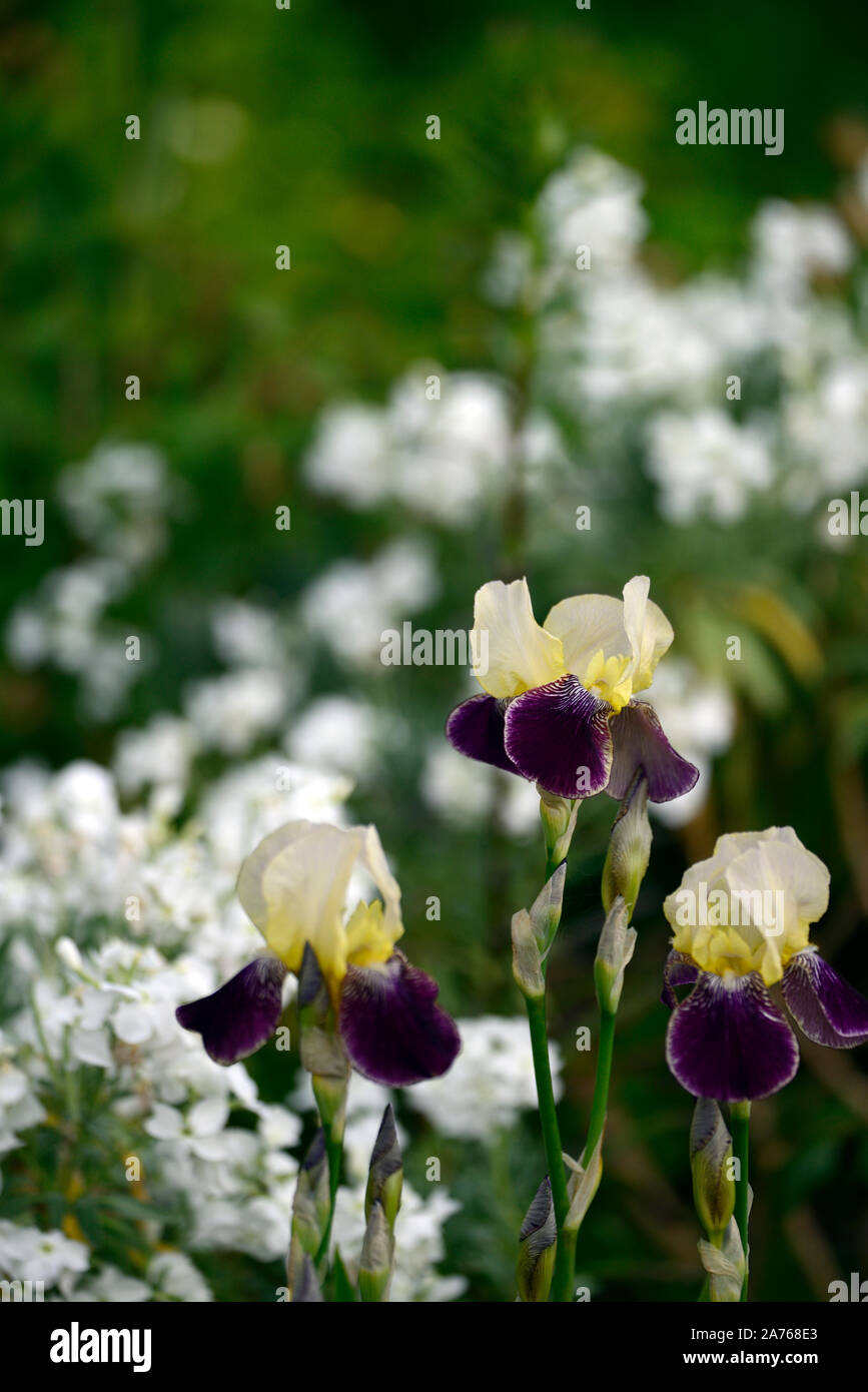 , L'iris Iris, iris germanica, crème, jaune, violet, couleur,couleur,fleurs,fleurs,fleurs,Fleurs RM Banque D'Images