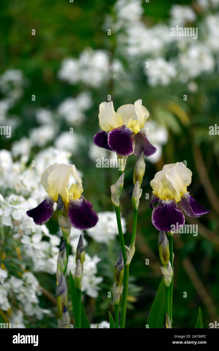 , L'iris Iris, iris germanica, crème, jaune, violet, couleur,couleur,fleurs,fleurs,fleurs,Fleurs RM Banque D'Images