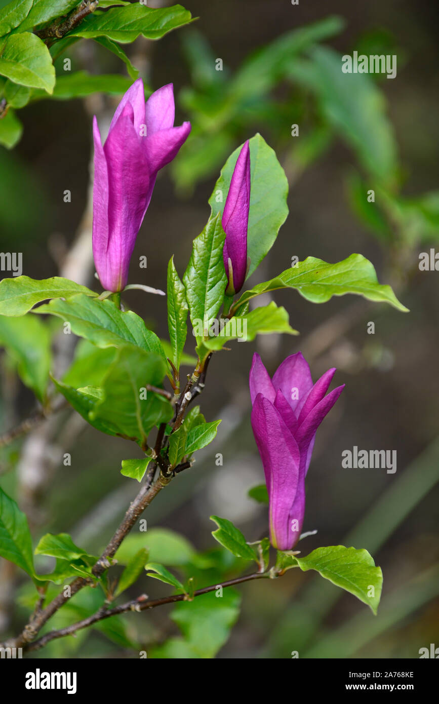 Magnolia Susan,fleurs violettes,svelte,fleurs,fleurs,arbre,arbres,jardin,magnolias Floral RM Banque D'Images