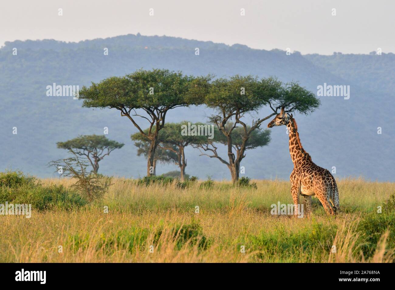 Une girafe, marche le savannah Banque D'Images