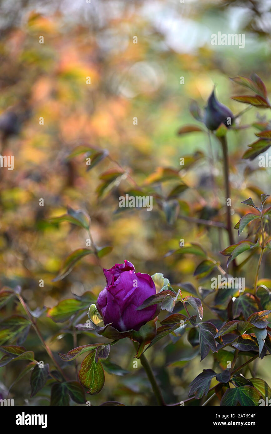 Paeonia suffruticosa Cardinal Vaughan, violet, violet,flower,tree peony,printemps,jardin,Fleurs,RM jardins Banque D'Images