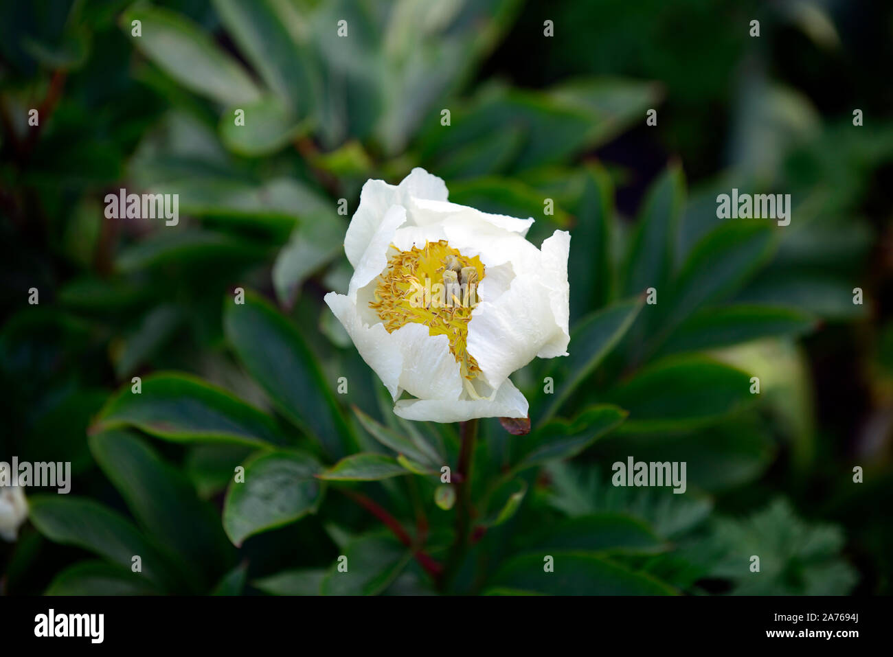 La pivoine krinkled white,fleur blanche, fleurs, pivoine pivoines,fleurs,fleurs,fleurs,fleurs,printemps,jardins,jardin,Fleurs,RM Banque D'Images