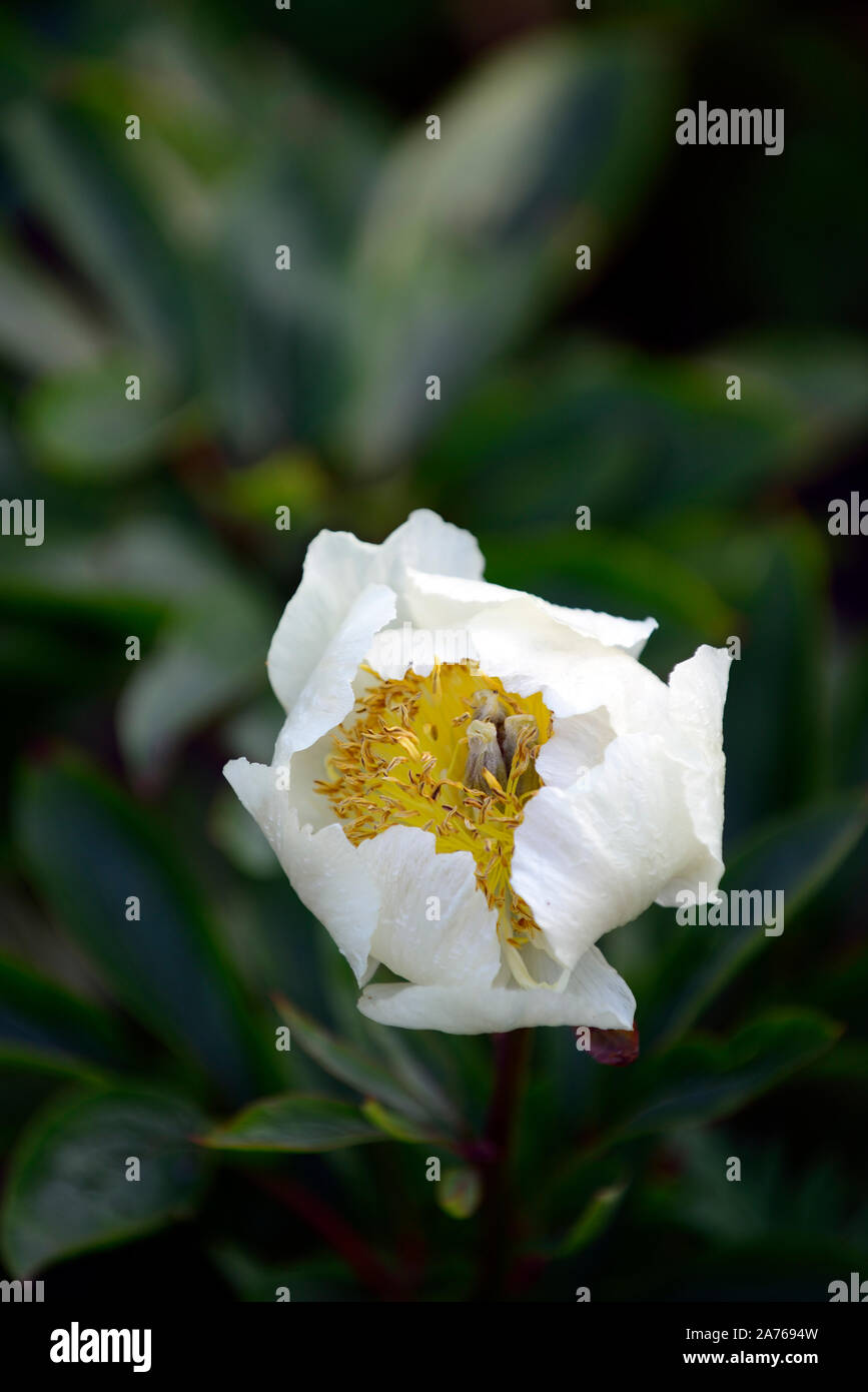 La pivoine krinkled white,fleur blanche, fleurs, pivoine pivoines,fleurs,fleurs,fleurs,fleurs,printemps,jardins,jardin,Fleurs,RM Banque D'Images