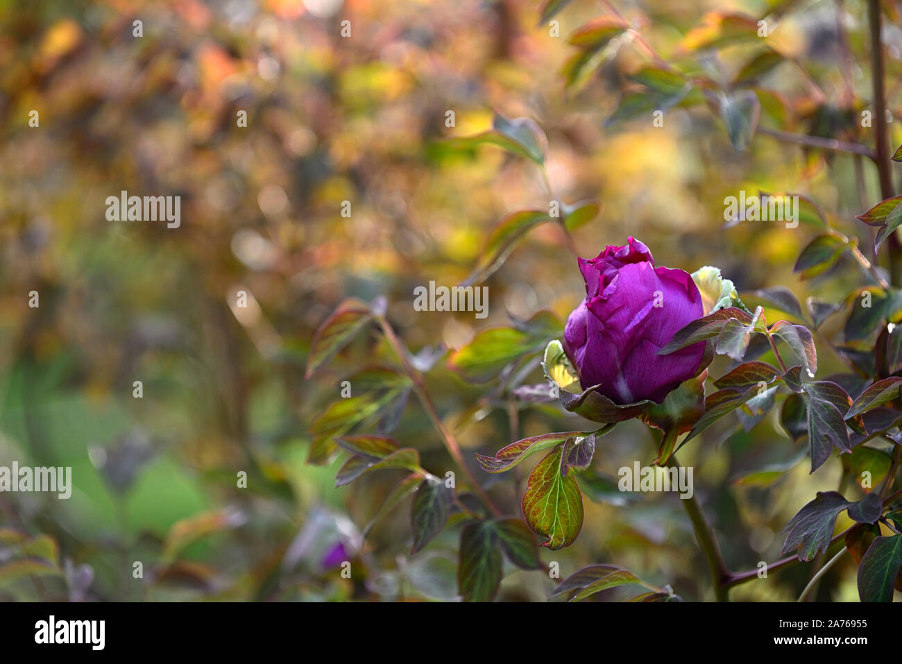 Paeonia suffruticosa Cardinal Vaughan, violet, violet,flower,tree peony,printemps,jardin,Fleurs,RM jardins Banque D'Images