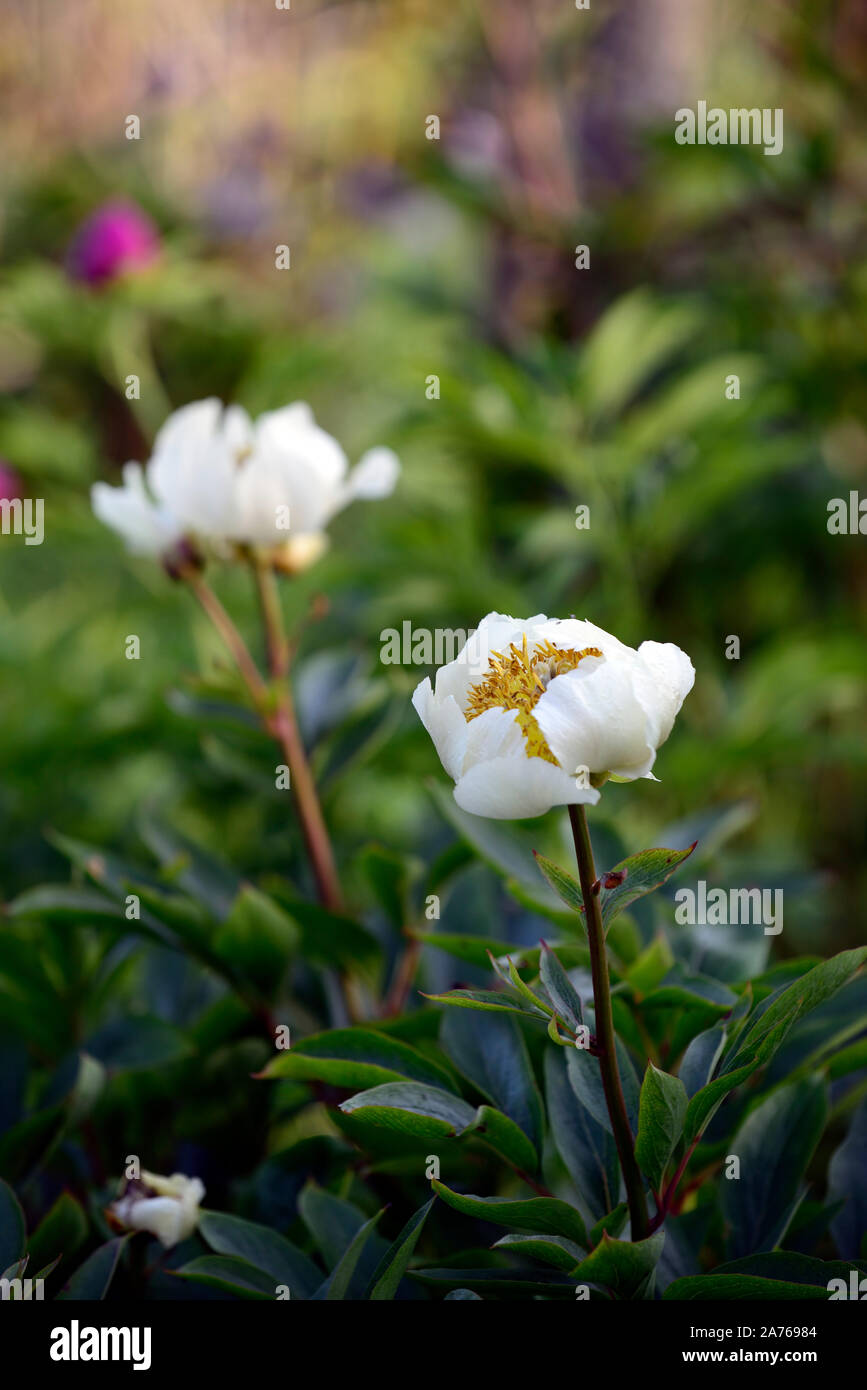 La pivoine krinkled white,fleur blanche, fleurs, pivoine pivoines,fleurs,fleurs,fleurs,fleurs,printemps,jardins,jardin,Fleurs,RM Banque D'Images