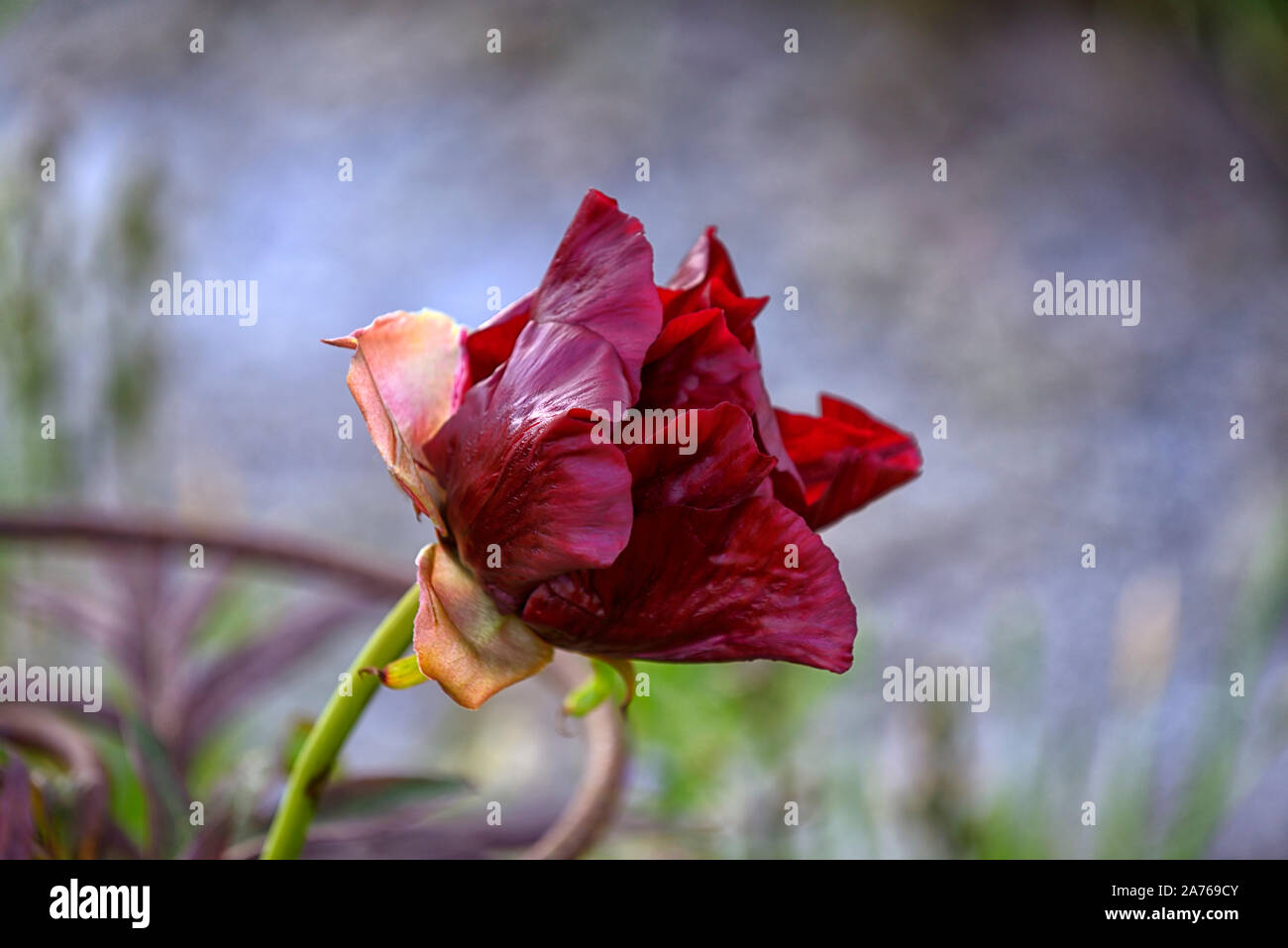 Paeonia lutea, Thunderbolt Lutea pivoine arbre hybride pivoine arbustive, pivoine,arbre,Thunderbolt fleur cramoisie printemps,jardins,jardin,Fleurs,RM Banque D'Images