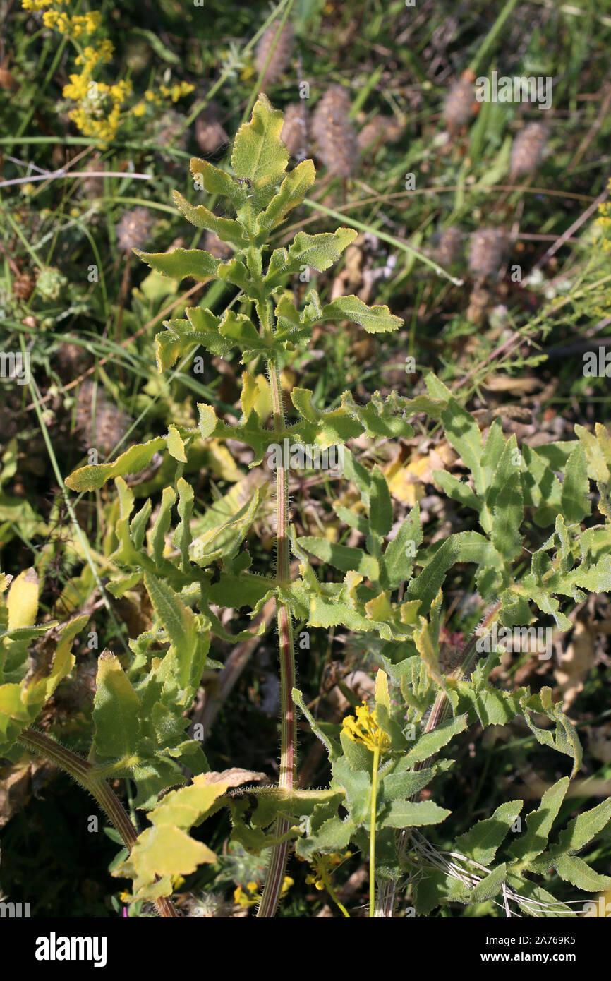 Opopanax hispidum - fleur sauvage Banque D'Images