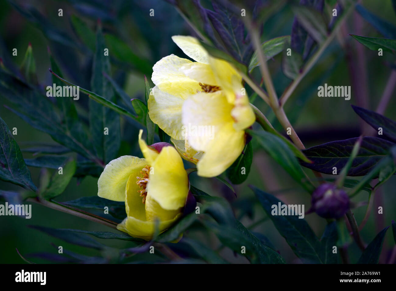 Arbre jaune fleurs simples,Pivoine Paeonia Argosy,syn. P x lemoinei,fleurs,fleurs jaunes,tree peony,printemps,jardin,Fleurs,RM jardins Banque D'Images