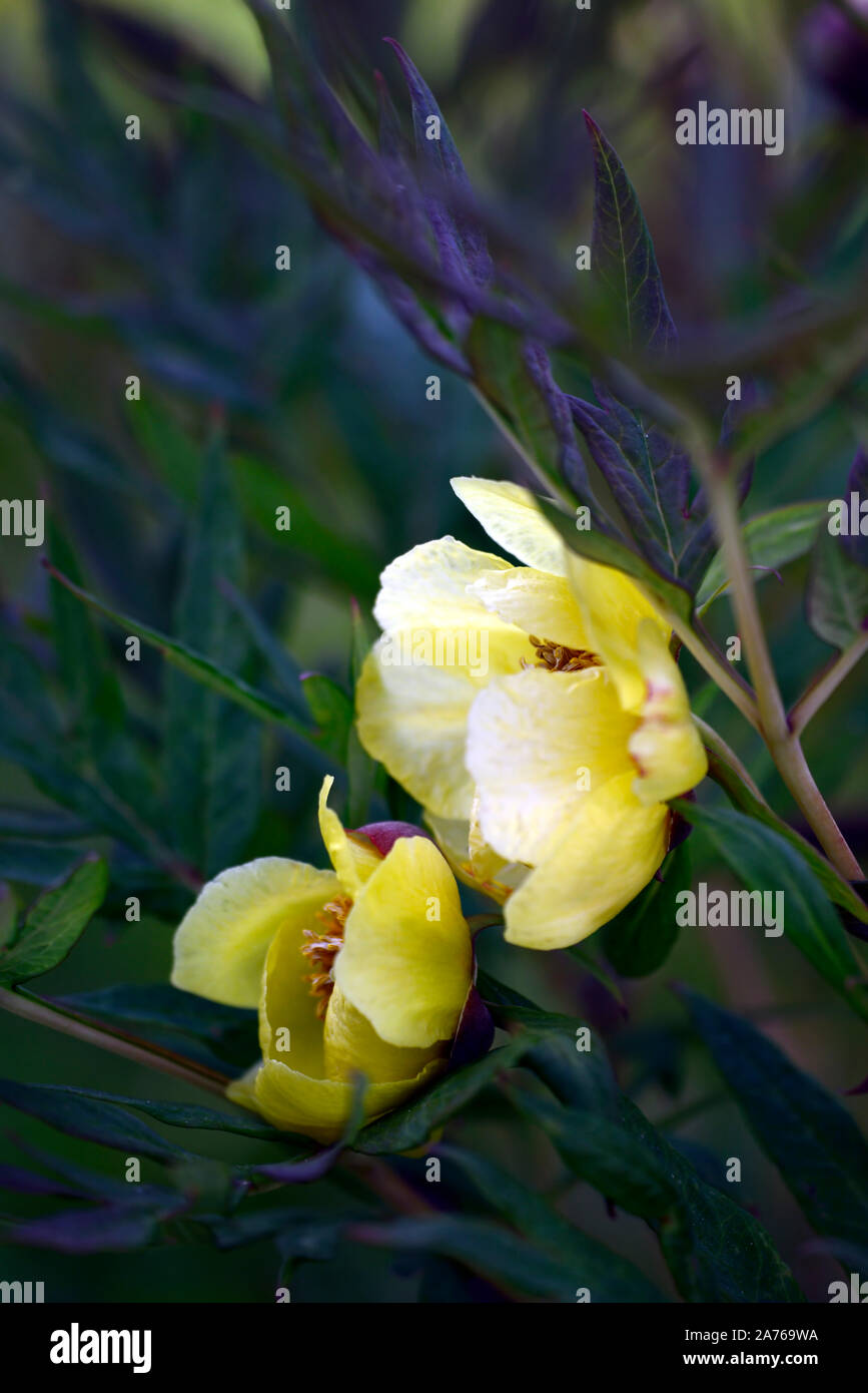 Arbre jaune fleurs simples,Pivoine Paeonia Argosy,syn. P x lemoinei,fleurs,fleurs jaunes,tree peony,printemps,jardin,Fleurs,RM jardins Banque D'Images