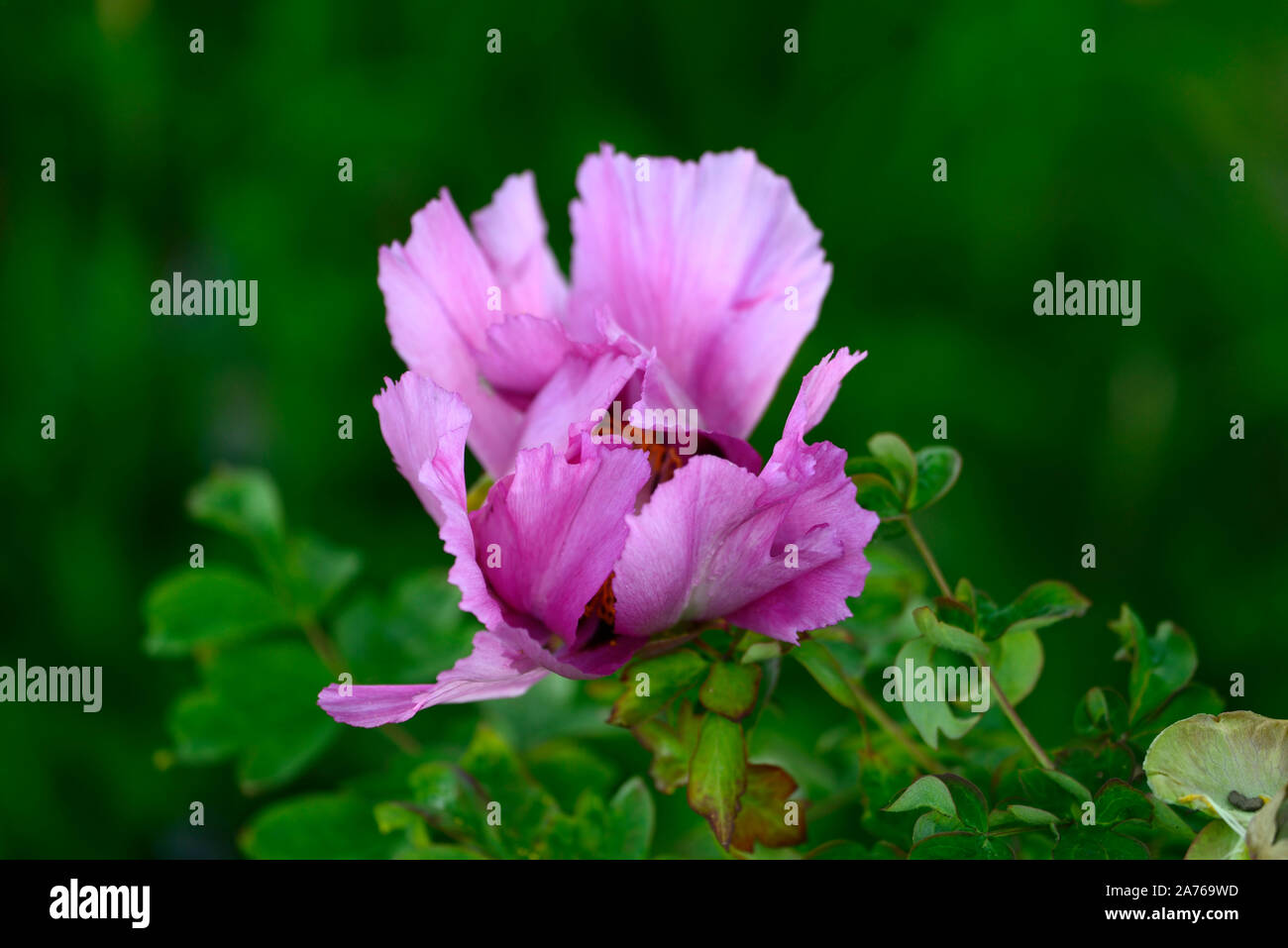 Pivoine arbustive Paeonia lutea,Léda Léda hybride rose,fleur,unique,fleurs,fleurs,plantes vivaces,lit,parfumée Floral RM Banque D'Images