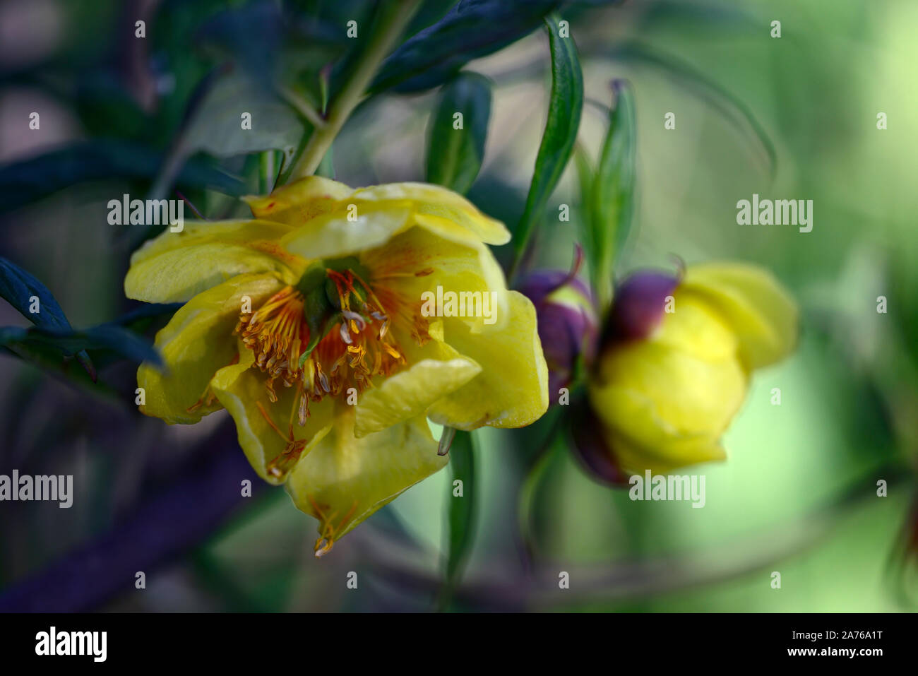 Arbre jaune fleurs simples,Pivoine Paeonia Argosy,syn. P x lemoinei,fleurs,fleurs jaunes,tree peony,printemps,jardin,Fleurs,RM jardins Banque D'Images