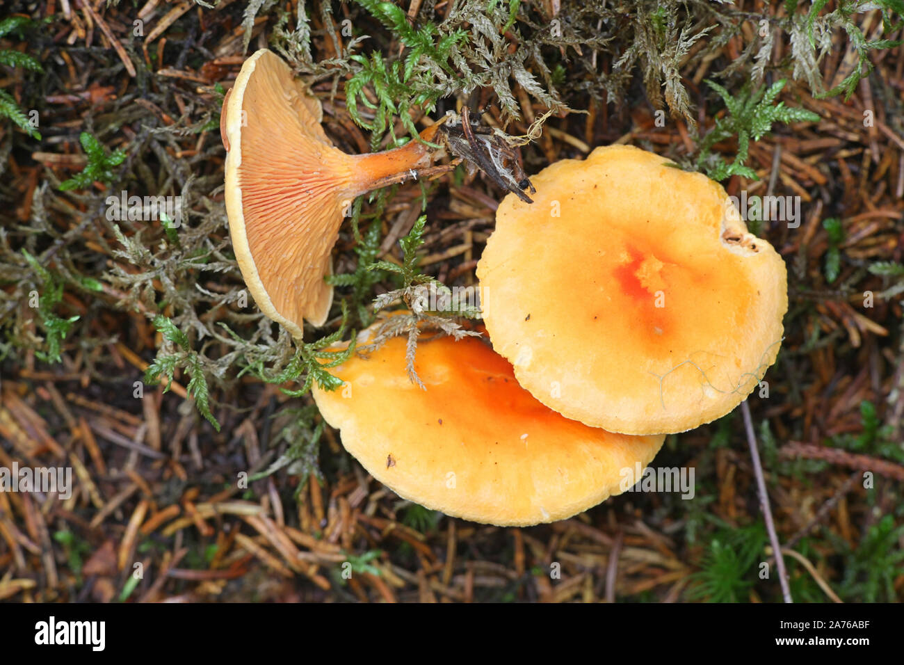 Hygrophoropsis aurantiaca, connu comme la fausse chanterelle champignons sauvages, à partir de la Finlande Banque D'Images