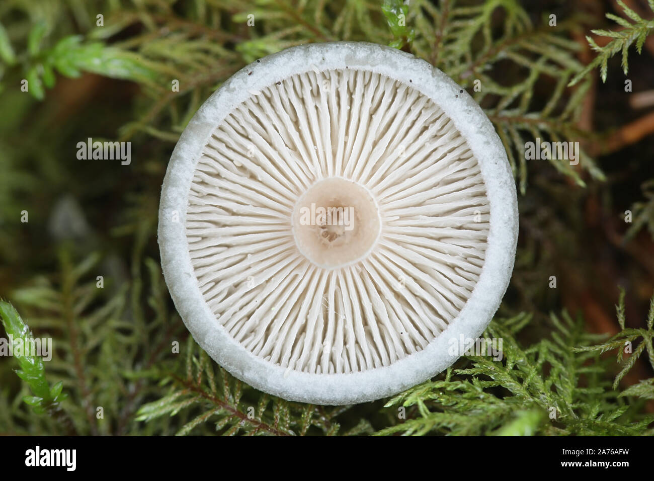 L'odora Clitocybe, connu sous le nom d'anis Anis toadstool, funnelcap ou entonnoir d'anis, de la Finlande aux champignons sauvages Banque D'Images