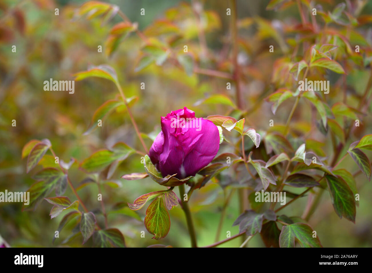 Paeonia suffruticosa Cardinal Vaughan, violet, violet,flower,tree peony,printemps,jardin,Fleurs,RM jardins Banque D'Images