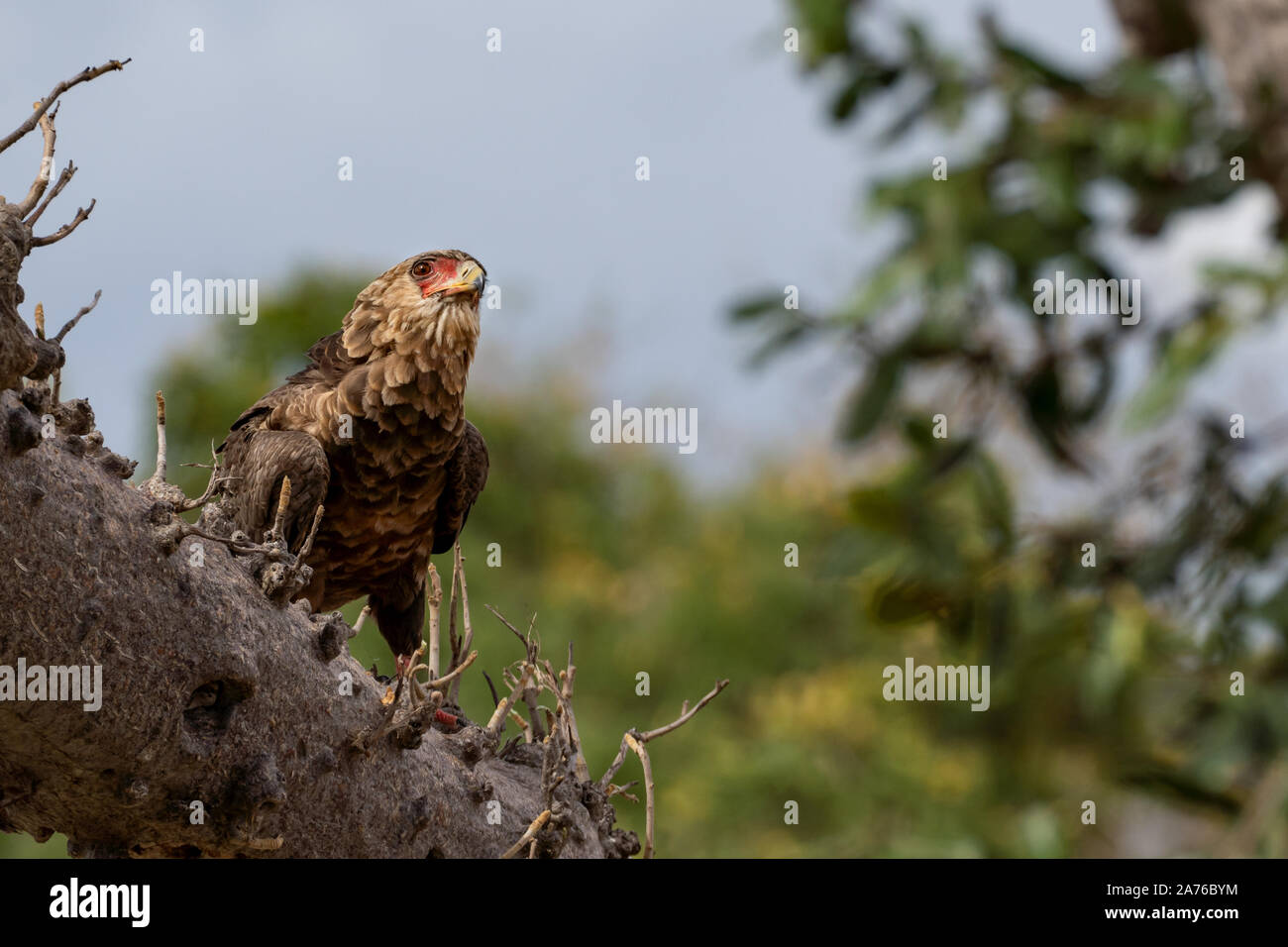 Jeune Aigle Bateleur percher sur un brach d'un baobab de Selous, Tanzanie Banque D'Images