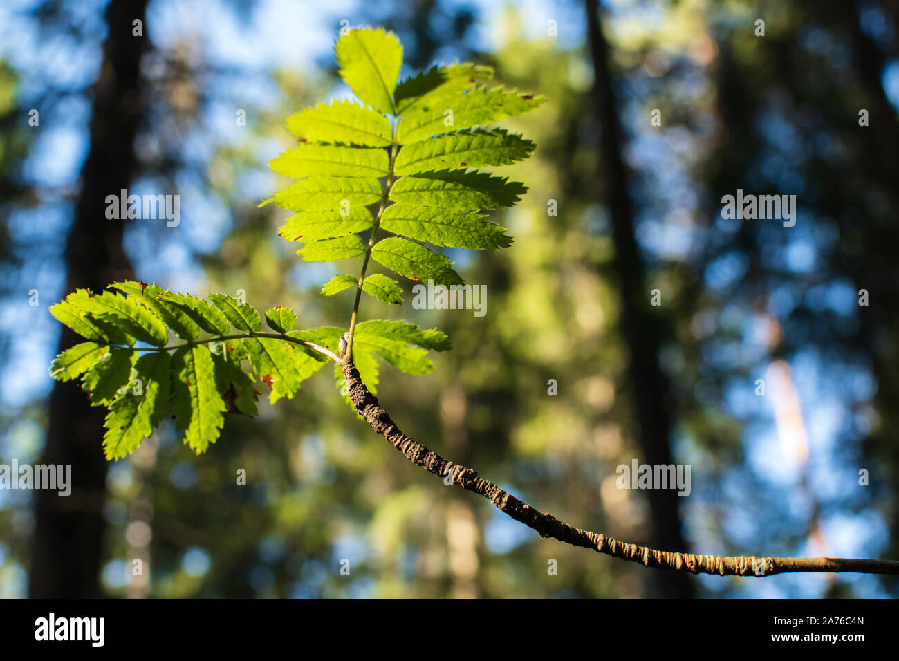 Une branche de bouleau à feuilles vert vif dans la lumière du soleil Banque D'Images