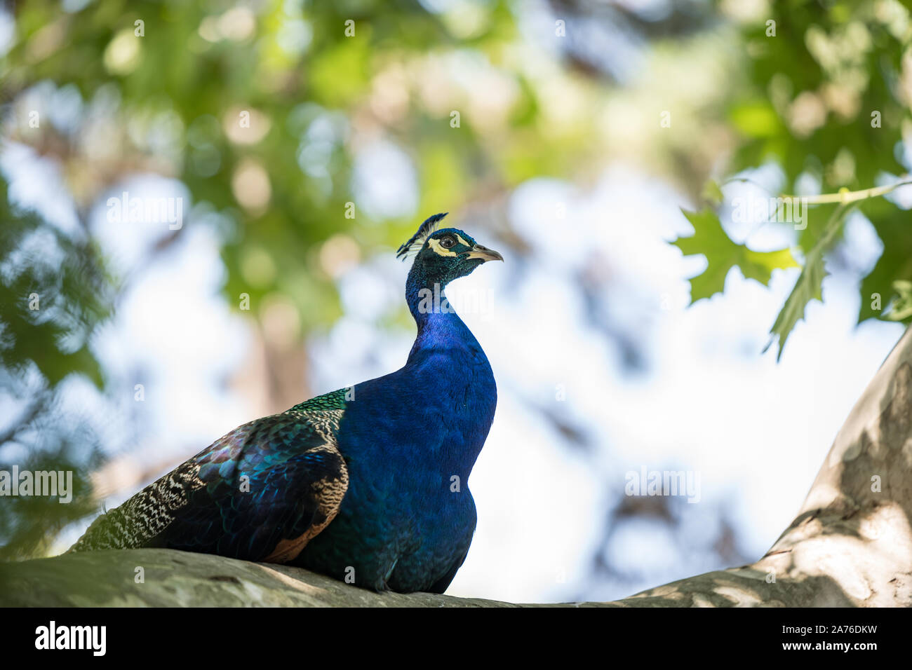 Belle Peacock, bleu sombre, assis sur une branche et de profiter de la journée Banque D'Images
