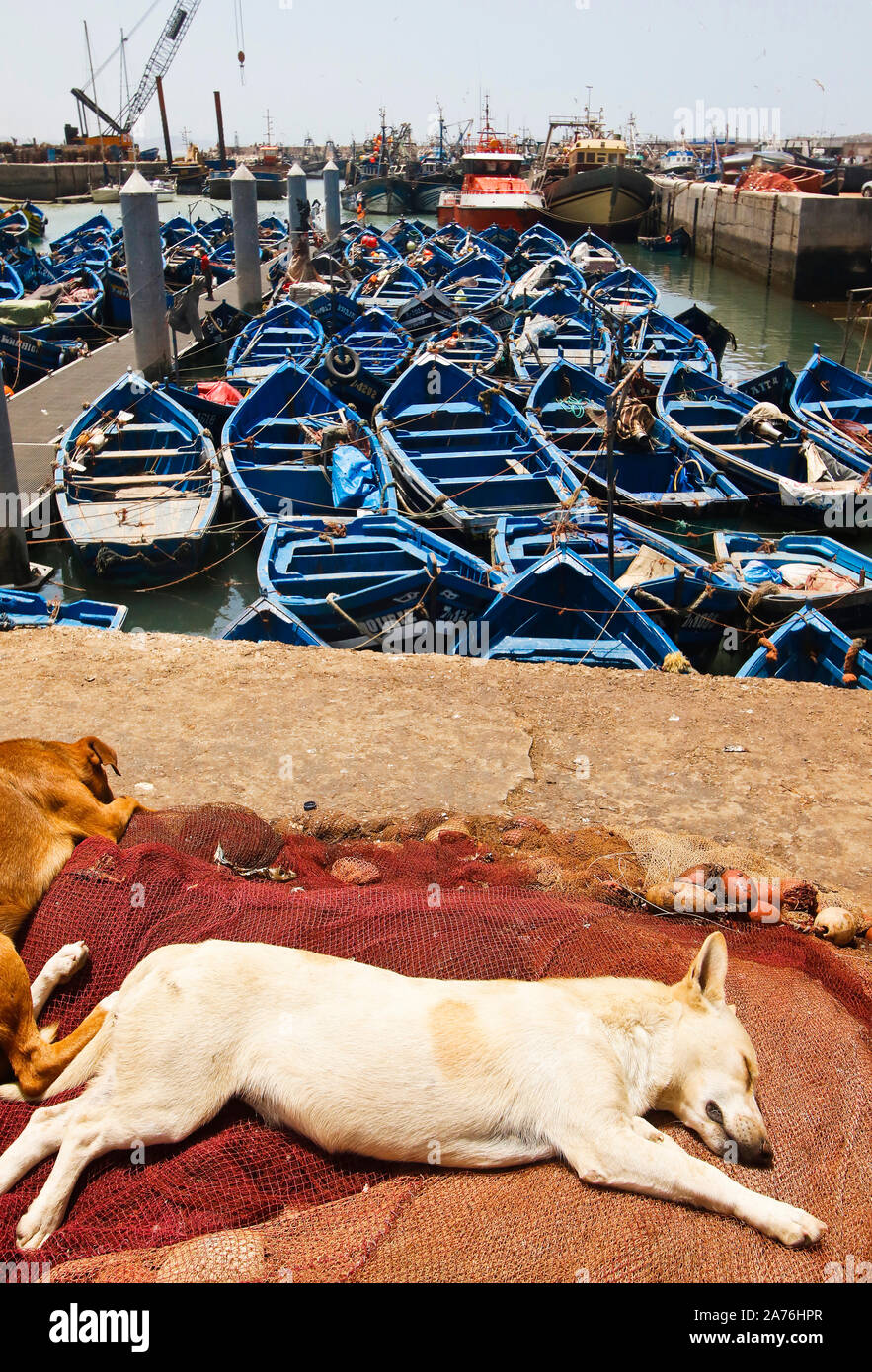 Bateaux de pêche bleu dans le port d'Essaouira, Maroc Banque D'Images
