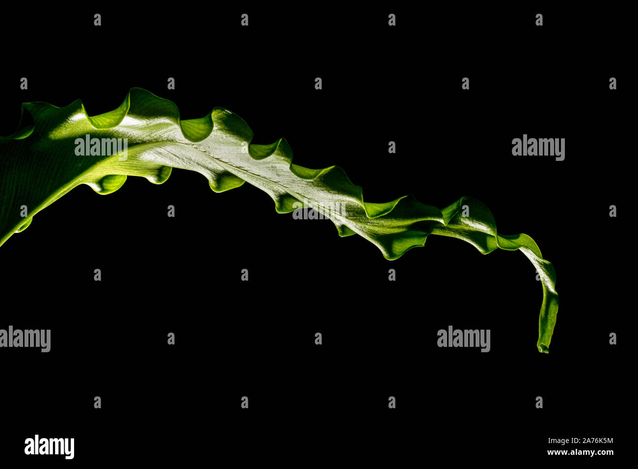 Plante d'Asplenium nidus isolé sur fond Banque D'Images