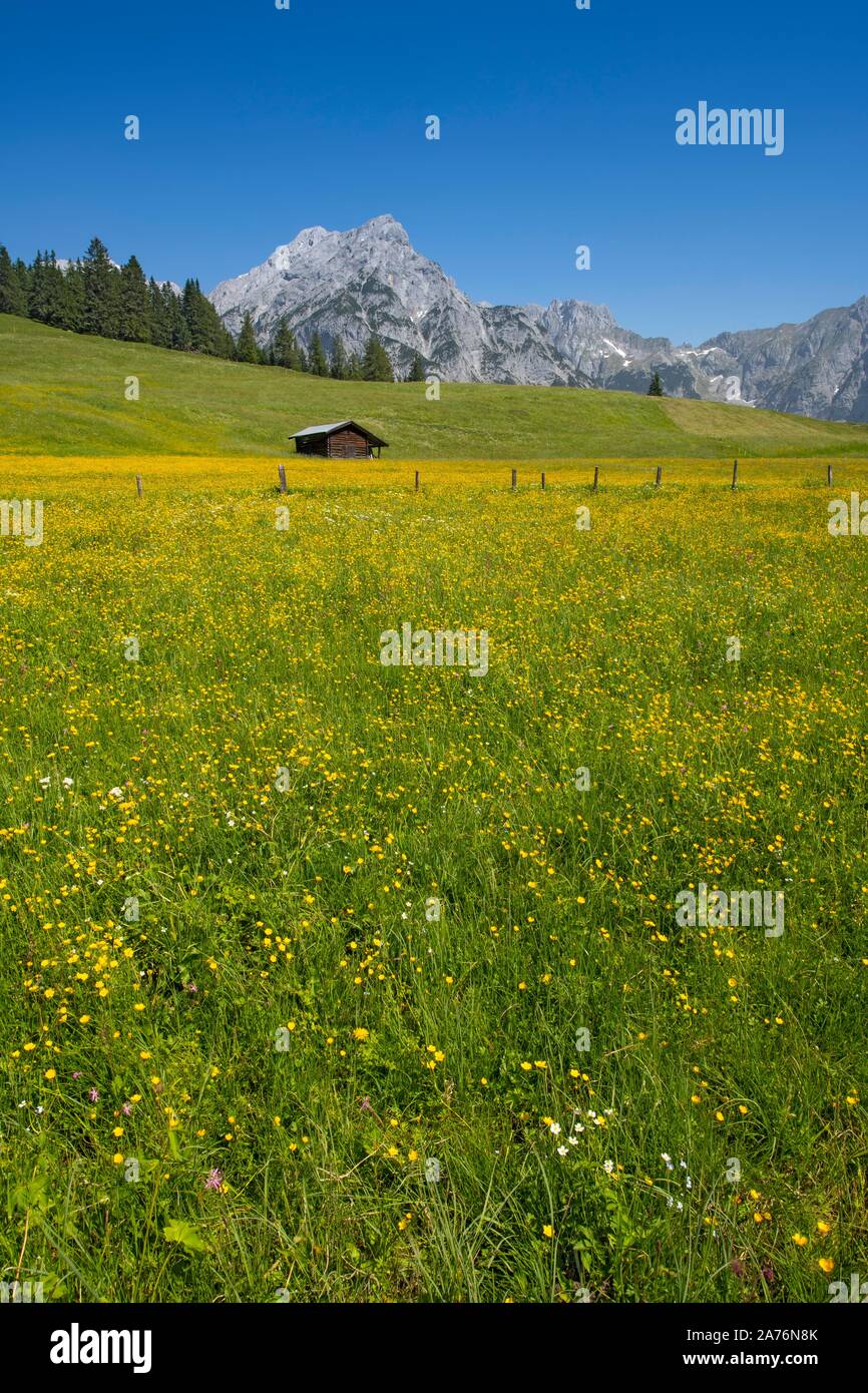 Walder-Alm, derrière elle des Karwendel, Gnadenwald, Tyrol, Autriche Banque D'Images
