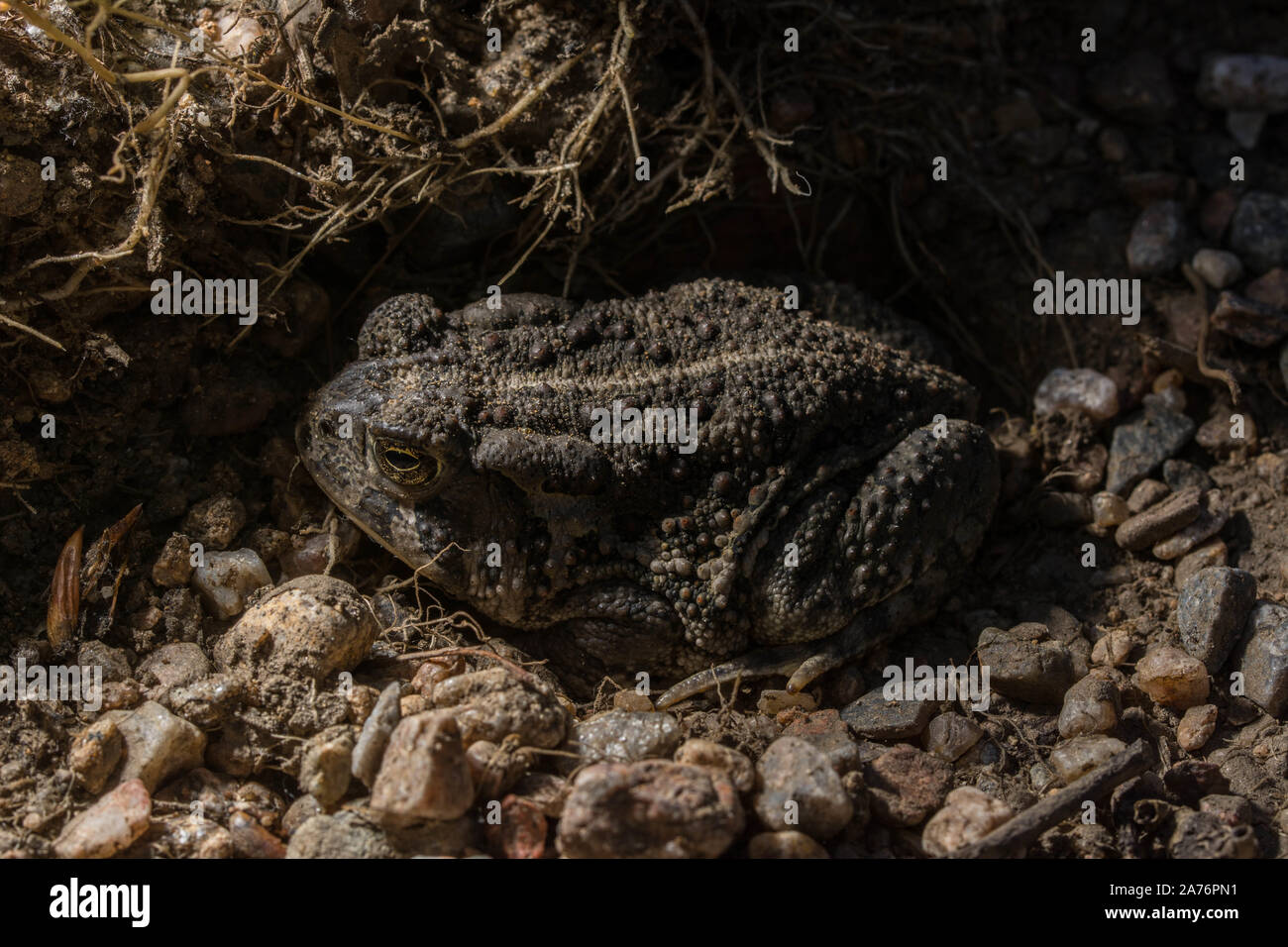 Rocky Mountain (Toad Anaxyrus woodhousii woodhousii) du comté de Jefferson, Colorado, USA. Banque D'Images