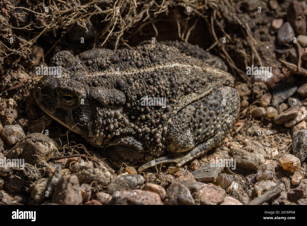 Rocky Mountain (Toad Anaxyrus woodhousii woodhousii) du comté de Jefferson, Colorado, USA. Banque D'Images