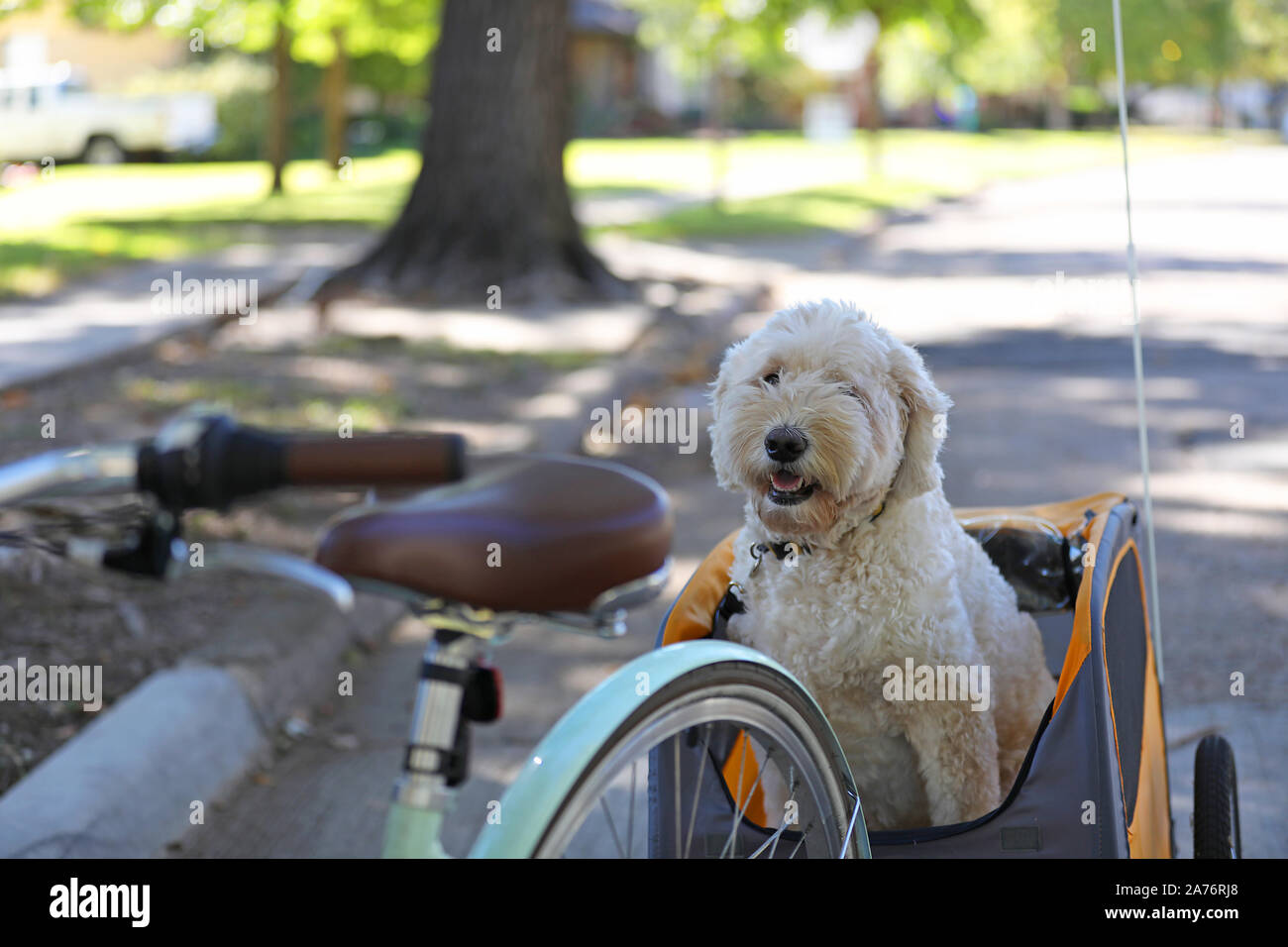 Chien Goldendoodle attend ardemment dans une remorque de vélo pour aller faire un tour. Banque D'Images