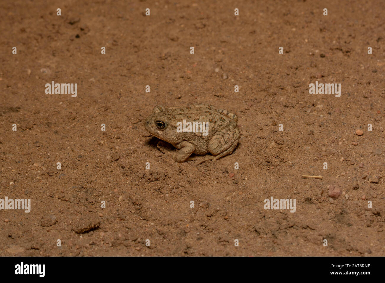 Rocky Mountain (Toad Anaxyrus woodhousii woodhousii) du comté de Morgan, Colorado, USA. Banque D'Images