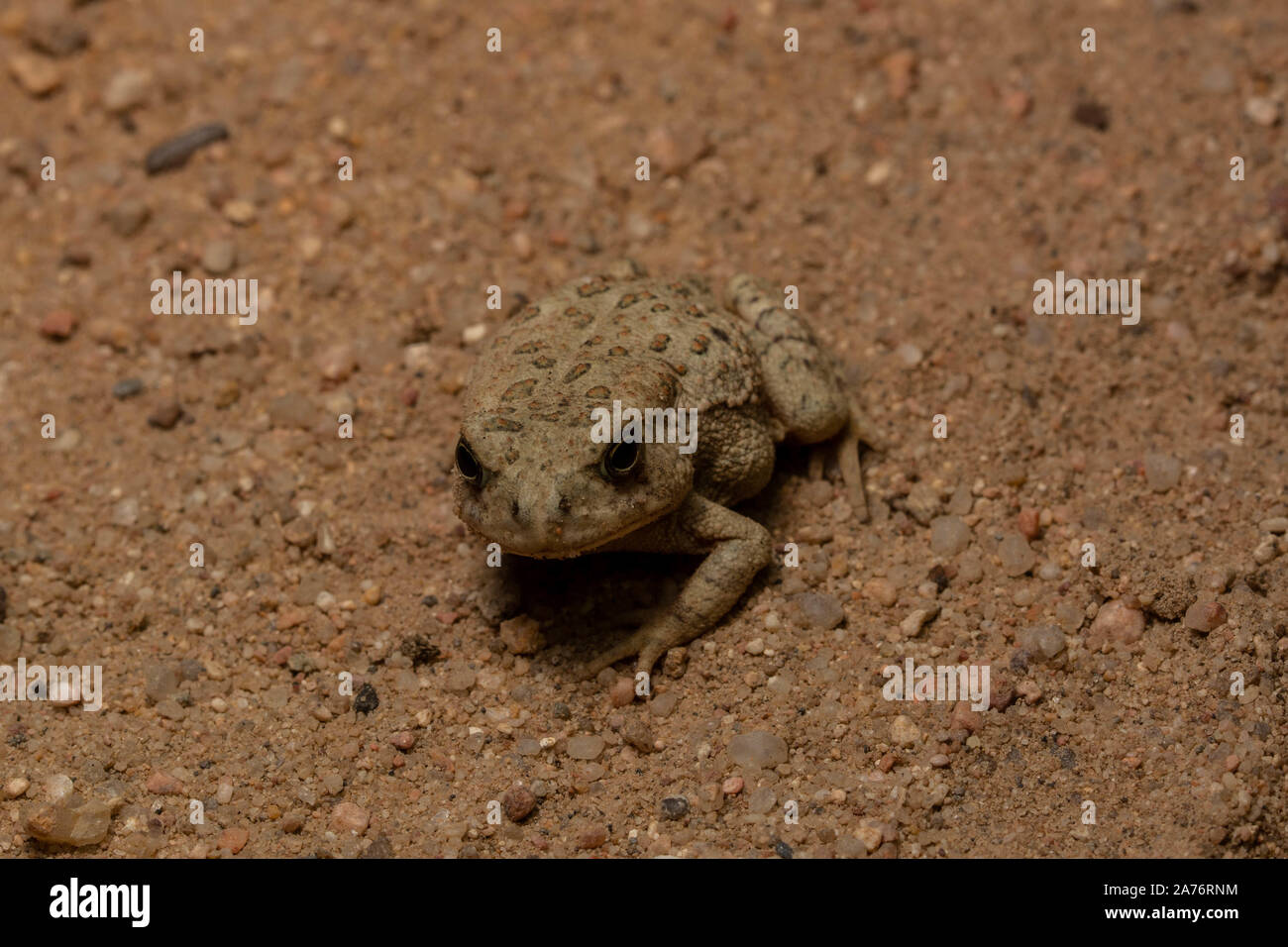 Rocky Mountain (Toad Anaxyrus woodhousii woodhousii) du comté de Morgan, Colorado, USA. Banque D'Images