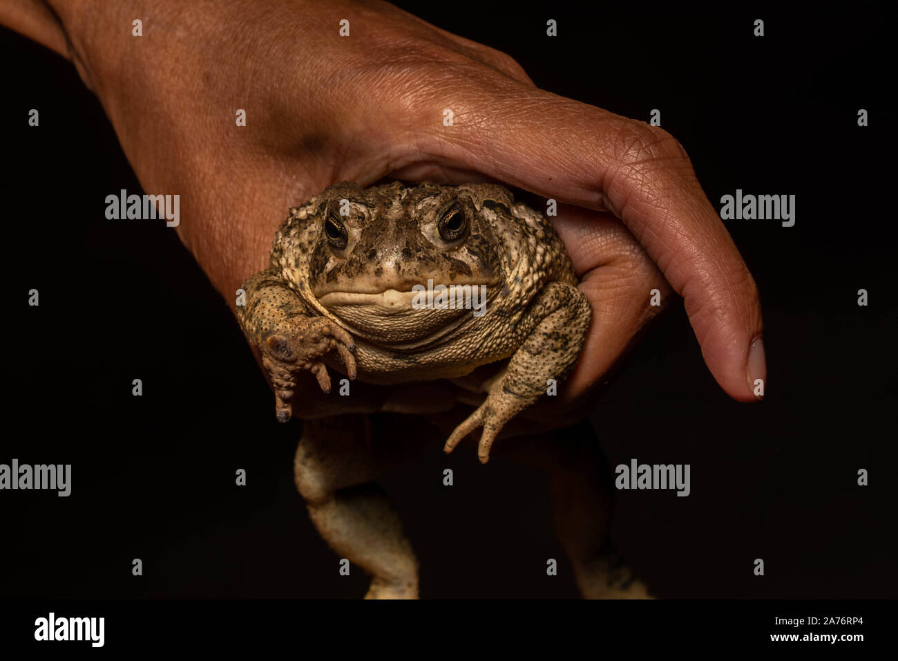 Rocky Mountain (Toad Anaxyrus woodhousii woodhousii) du comté de Morgan, Colorado, USA. Banque D'Images