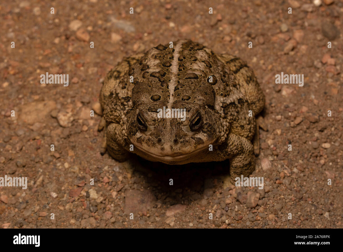 Rocky Mountain (Toad Anaxyrus woodhousii woodhousii) du comté de Morgan, Colorado, USA. Banque D'Images