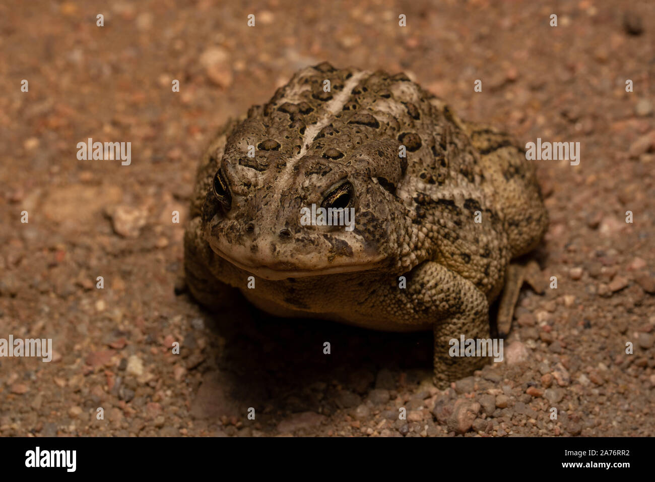 Rocky Mountain (Toad Anaxyrus woodhousii woodhousii) du comté de Morgan, Colorado, USA. Banque D'Images