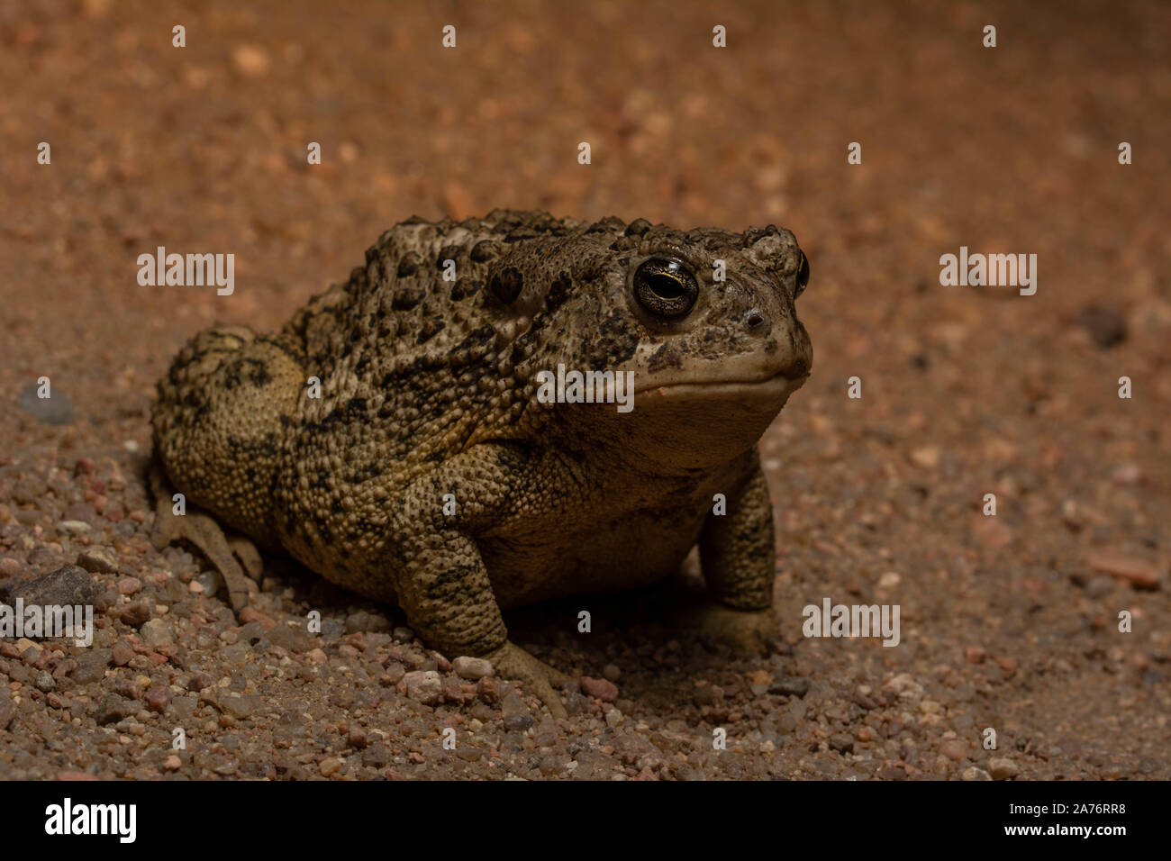 Rocky Mountain (Toad Anaxyrus woodhousii woodhousii) du comté de Morgan, Colorado, USA. Banque D'Images