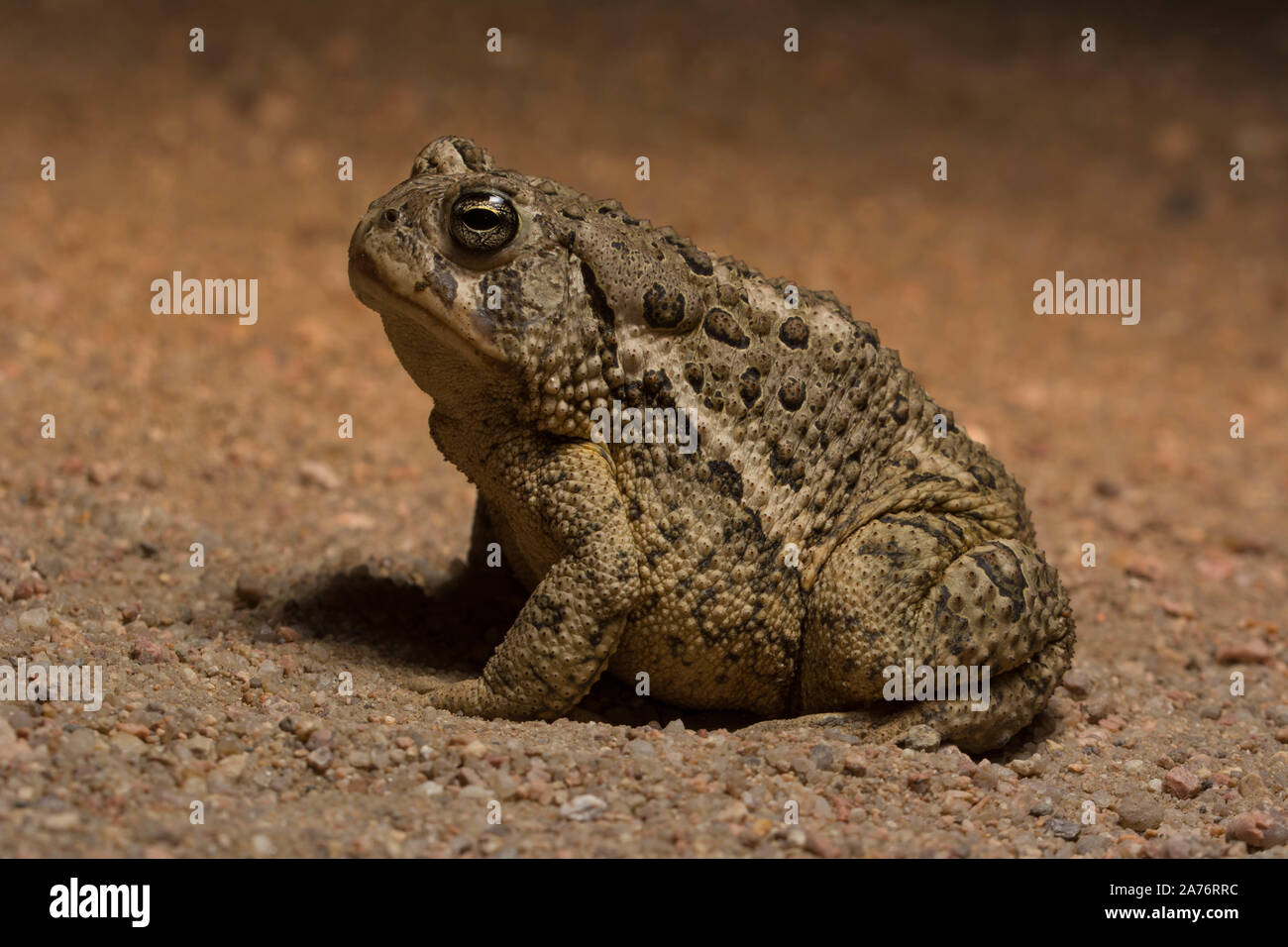 Rocky Mountain (Toad Anaxyrus woodhousii woodhousii) du comté de Morgan, Colorado, USA. Banque D'Images