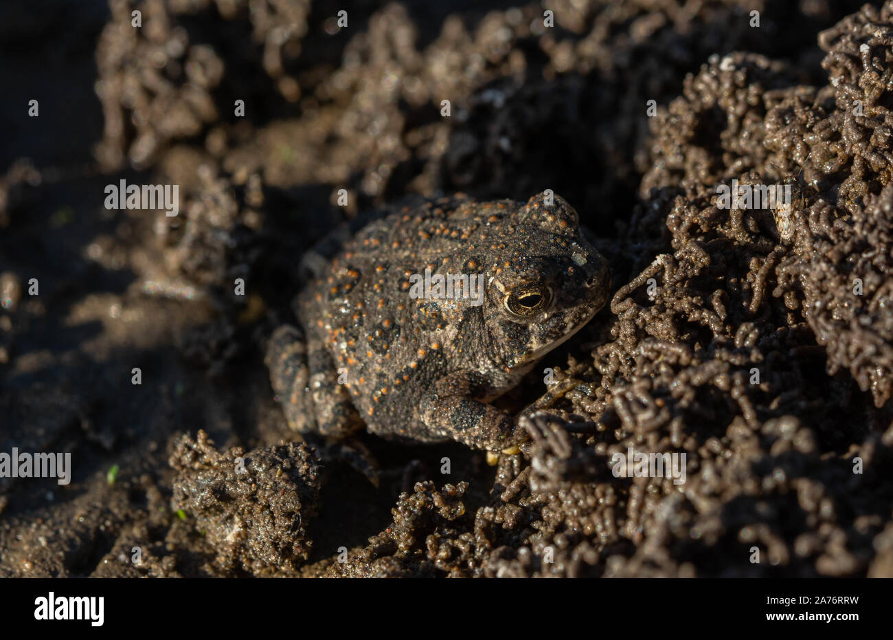 Rocky Mountain Toad (Anaxyrus woodhousii woodhousii) de la vallée de San Luis, Colorado. Banque D'Images