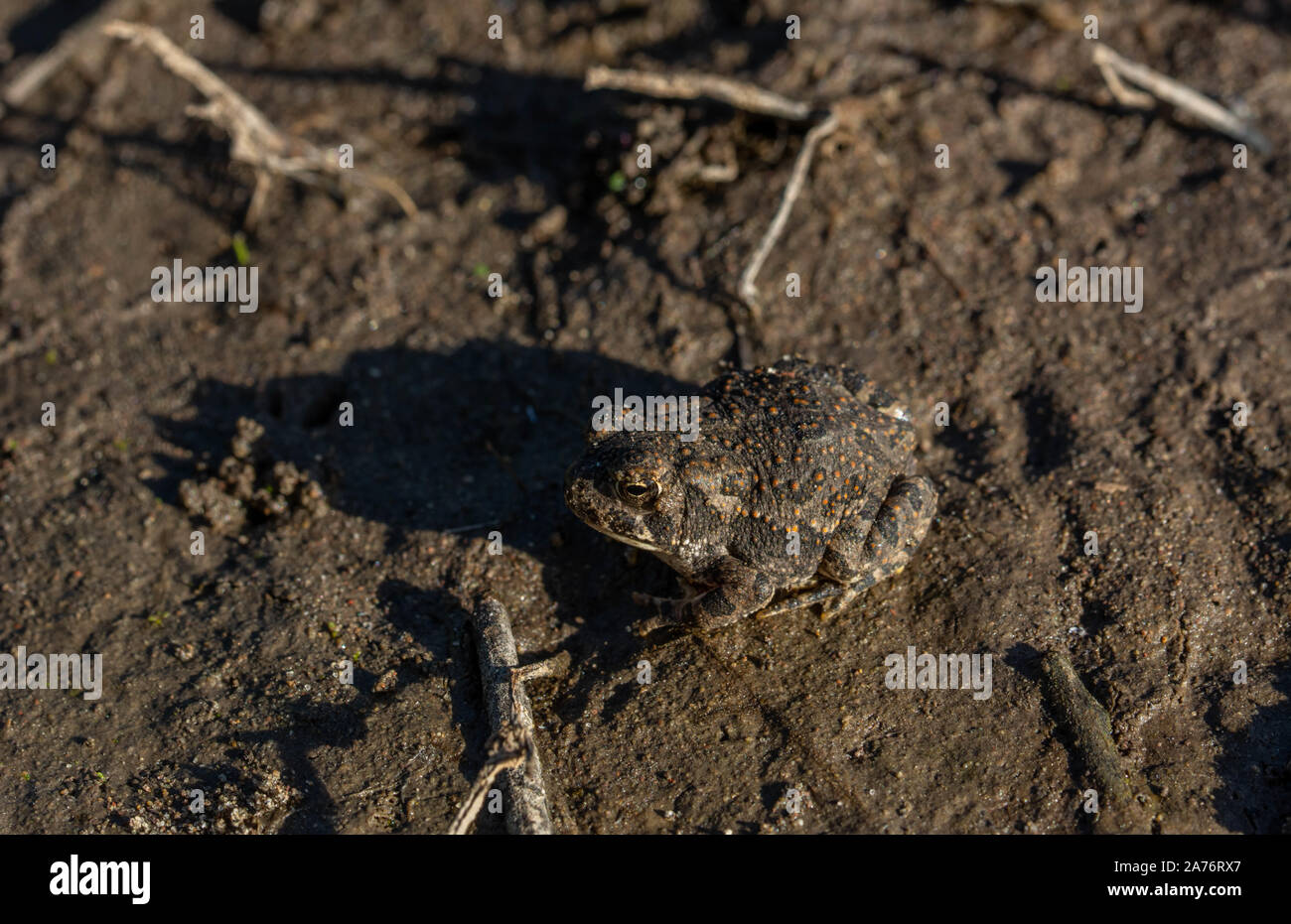 Rocky Mountain Toad (Anaxyrus woodhousii woodhousii) de la vallée de San Luis, Colorado. Banque D'Images