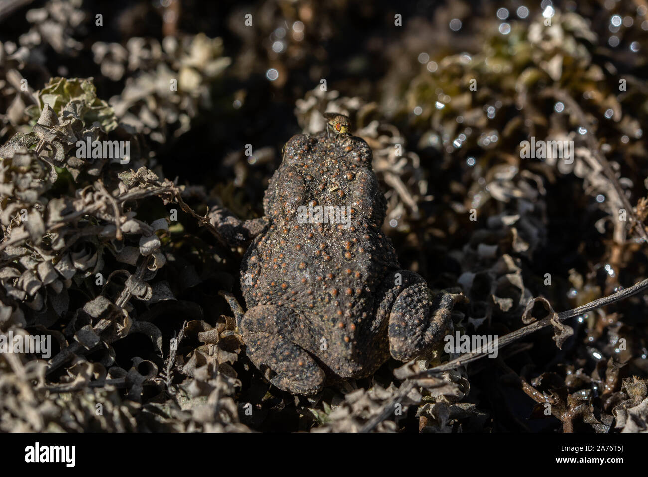 Rocky Mountain Toad (Anaxyrus woodhousii woodhousii) de la vallée de San Luis, Colorado. Banque D'Images