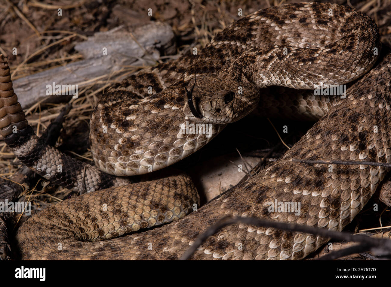 Crotale de l'Ouest soutenu par les diamants (Crotalus atrox) de Eddy County, Nouveau Mexique, USA. Banque D'Images