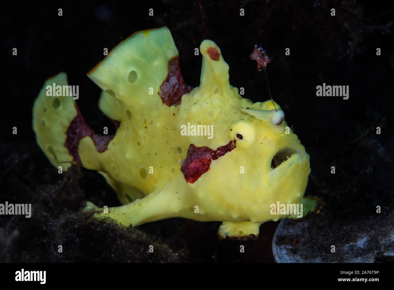 Une image aux couleurs vives, d'un poisson grenouille verruqueux Antennarius maculatus, attend d'embusquer les petites proies sur une pente de sable noir au large de Pulau Sangeang en Indonésie. Banque D'Images