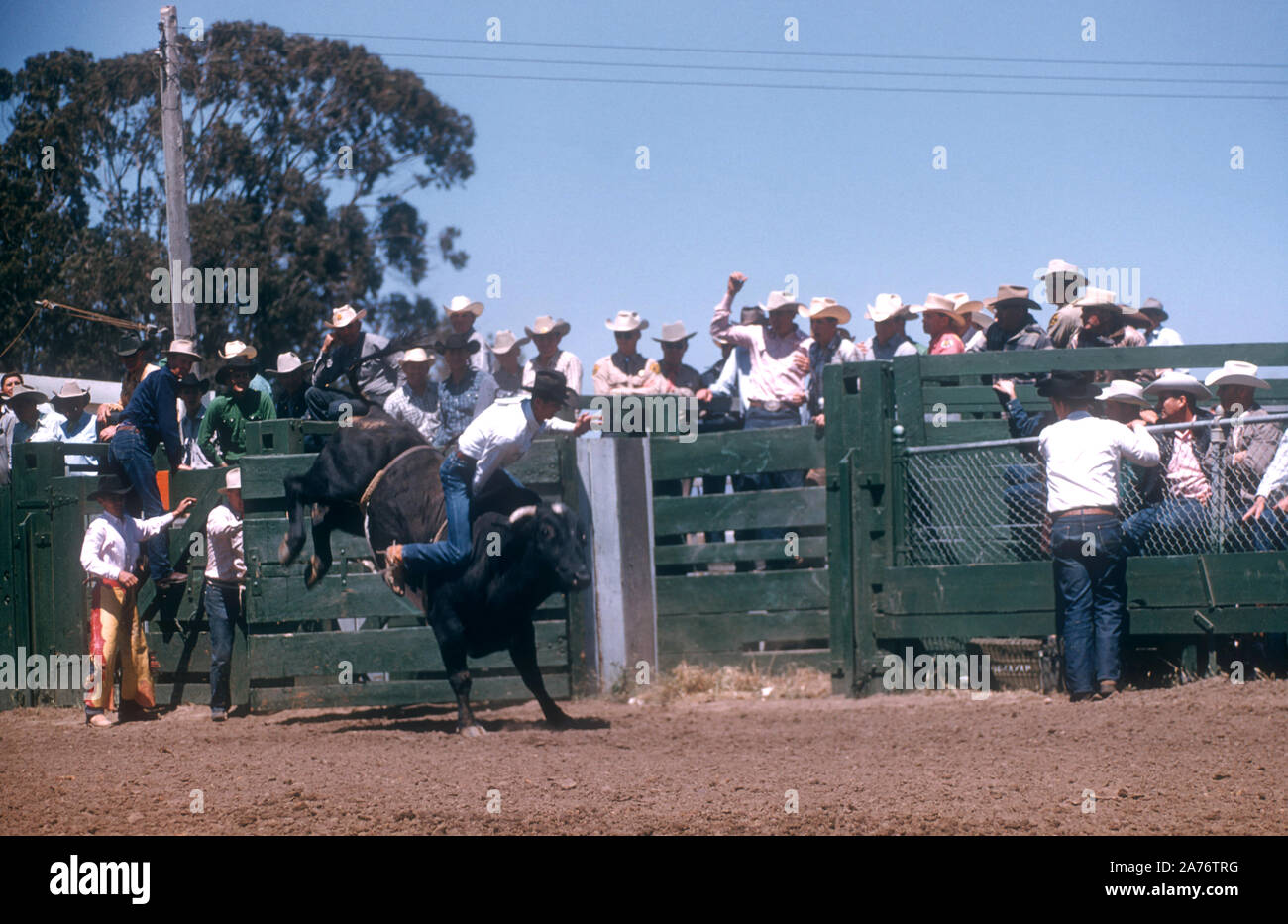 SALINAS, CA - 15 juillet : Un homme non identifié monte un taureau au cours de la California Rodeo le 15 juillet 1955 à Salinas, en Californie. (Photo de Hy Peskin) (Définition du nombre : X2848) Banque D'Images