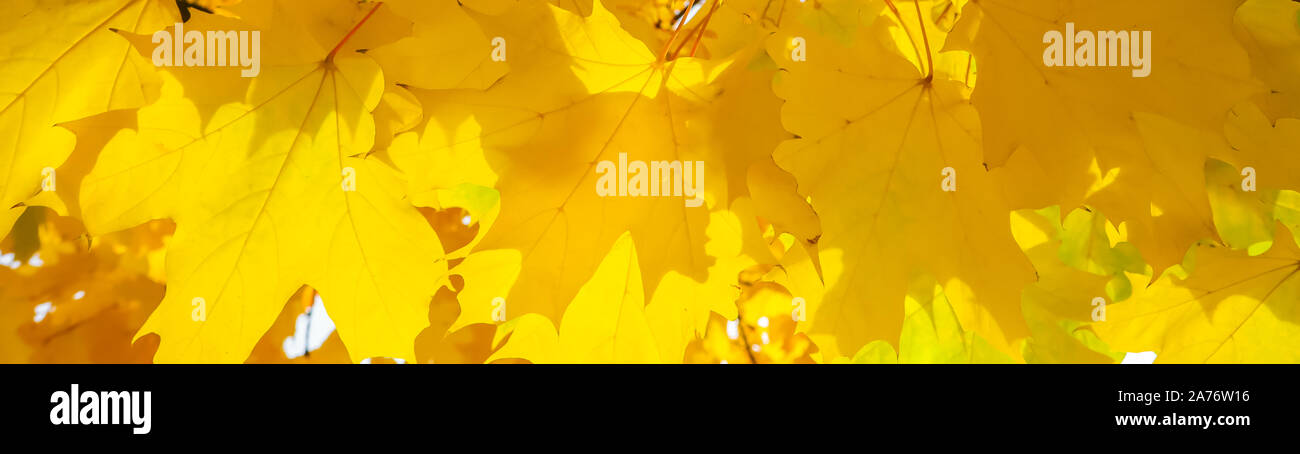 Feuilles d'érable jaune vif éclairée par la lumière du soleil. Automne fond Banque D'Images