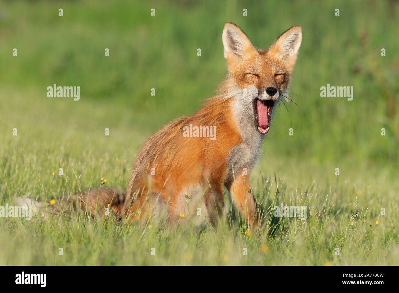 American Red Fox (Vulpes vulpes), le bâillement, en Amérique du Nord, par Dominique Braud/Dembinsky Assoc Photo Banque D'Images