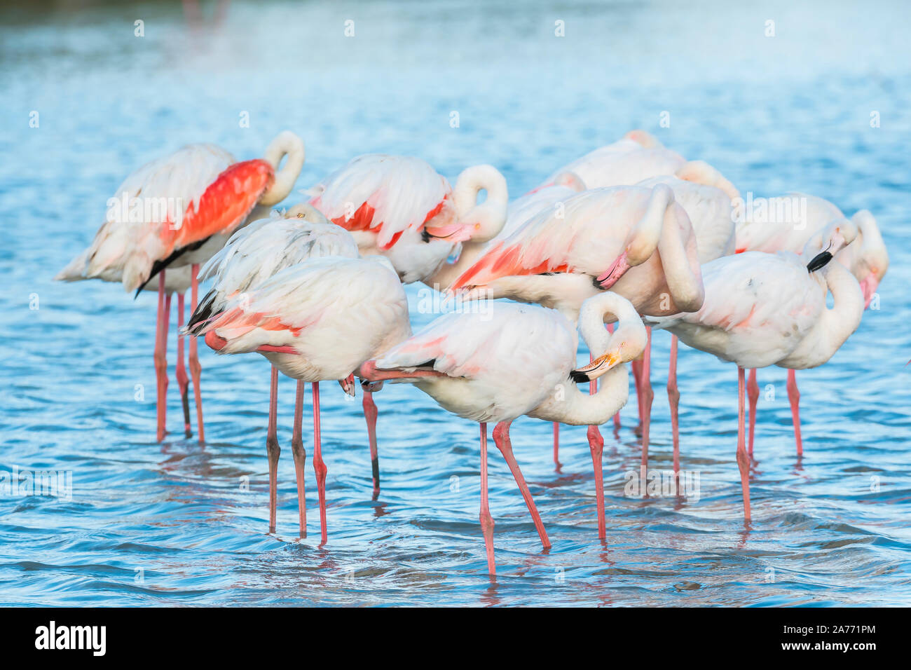 Plus de flamants roses (Phoenicopterus roseus), Camargue, France, début mai, par Dominique Braud/Dembinsky Assoc Photo Banque D'Images