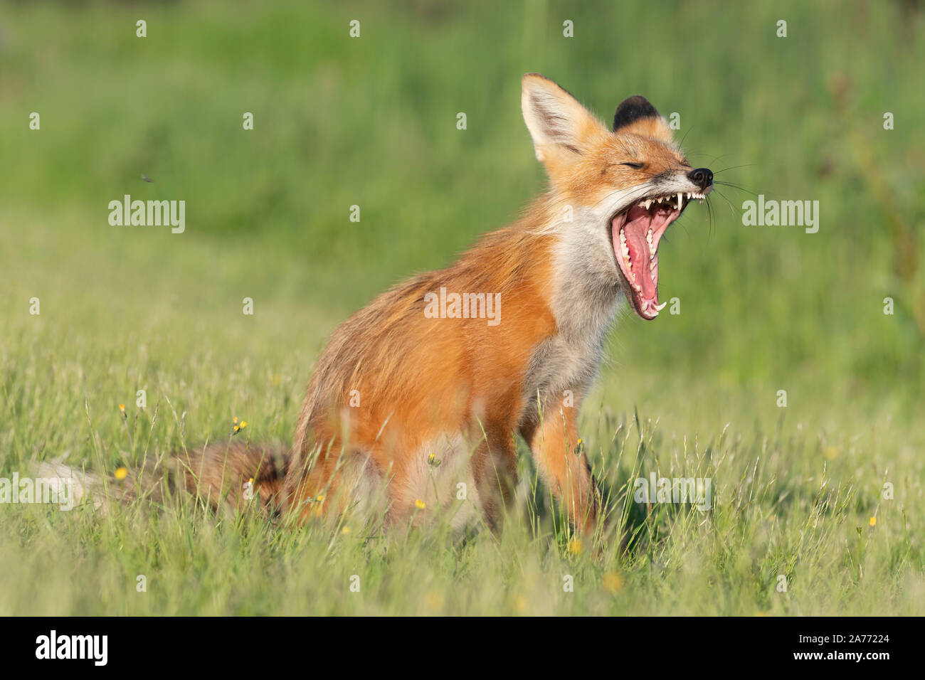 American Red Fox (Vulpes vulpes), le bâillement, en Amérique du Nord, par Dominique Braud/Dembinsky Assoc Photo Banque D'Images