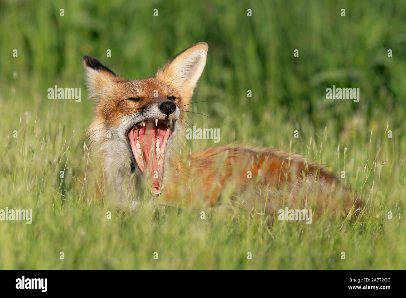 American Red Fox (Vulpes vulpes), le bâillement, en Amérique du Nord, par Dominique Braud/Dembinsky Assoc Photo Banque D'Images