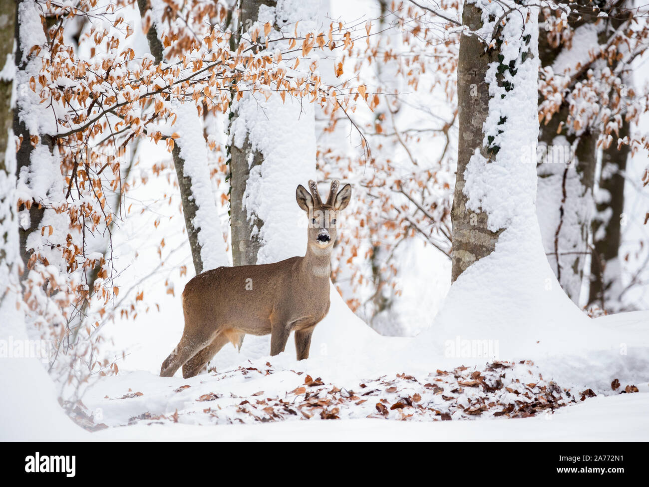 Le cerf de Virginie européen (Capreolus capreolus), également connu sous le nom de cerf de Virginie occidental, de chevreuil, ou simplement de chevreuil ou de roé, est une espèce de chevreuil. Banque D'Images