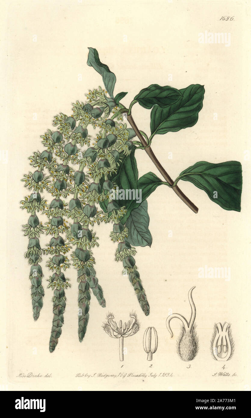 À feuilles elliptiques garrya ou sérigraphies, Garrya elliptica bush panicules. Originaire de la Californie. La gravure sur cuivre coloriée par S. Watts après une illustration par Miss Drake de Sydenham Edwards' 'Le Jardin botanique s'enregistrer, Londres, Ridgway, 1834. Sarah Anne Drake (1803-1857) a attiré plus de 1 300 plaques pour le botaniste John Lindley, y compris beaucoup d'orchidées. Banque D'Images