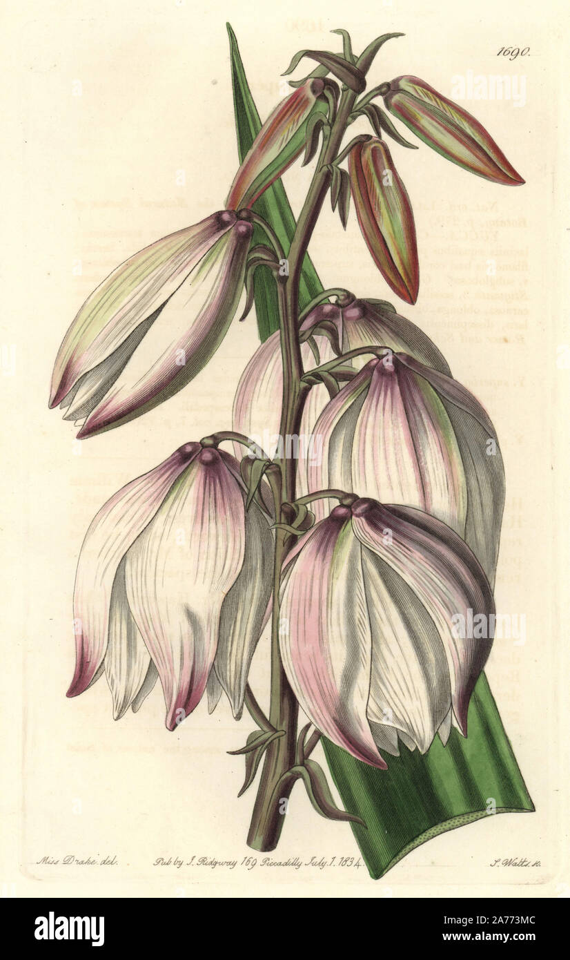 Spanish dagger, Yucca Gloriosa var. gloriosa (superbe Adam's needle, Yucca superba). La gravure sur cuivre coloriée par S. Watts après une illustration par Miss Drake de Sydenham Edwards' 'Le Jardin botanique s'enregistrer, Londres, Ridgway, 1834. Sarah Anne Drake (1803-1857) a attiré plus de 1 300 plaques pour le botaniste John Lindley, y compris beaucoup d'orchidées. Banque D'Images